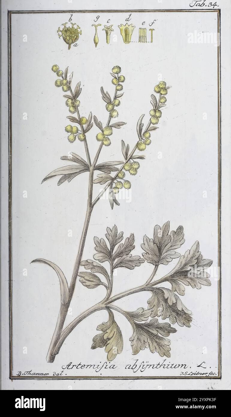 Icones plantarum medicinalium, Nürnberg, auf Kosten der Raspischen ...