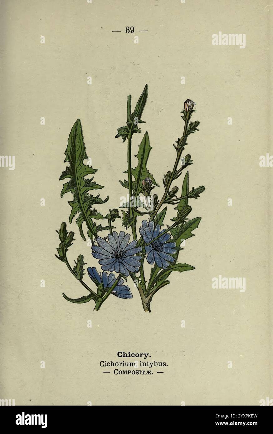 Common yet elegant plant hi-res stock photography and images - Alamy