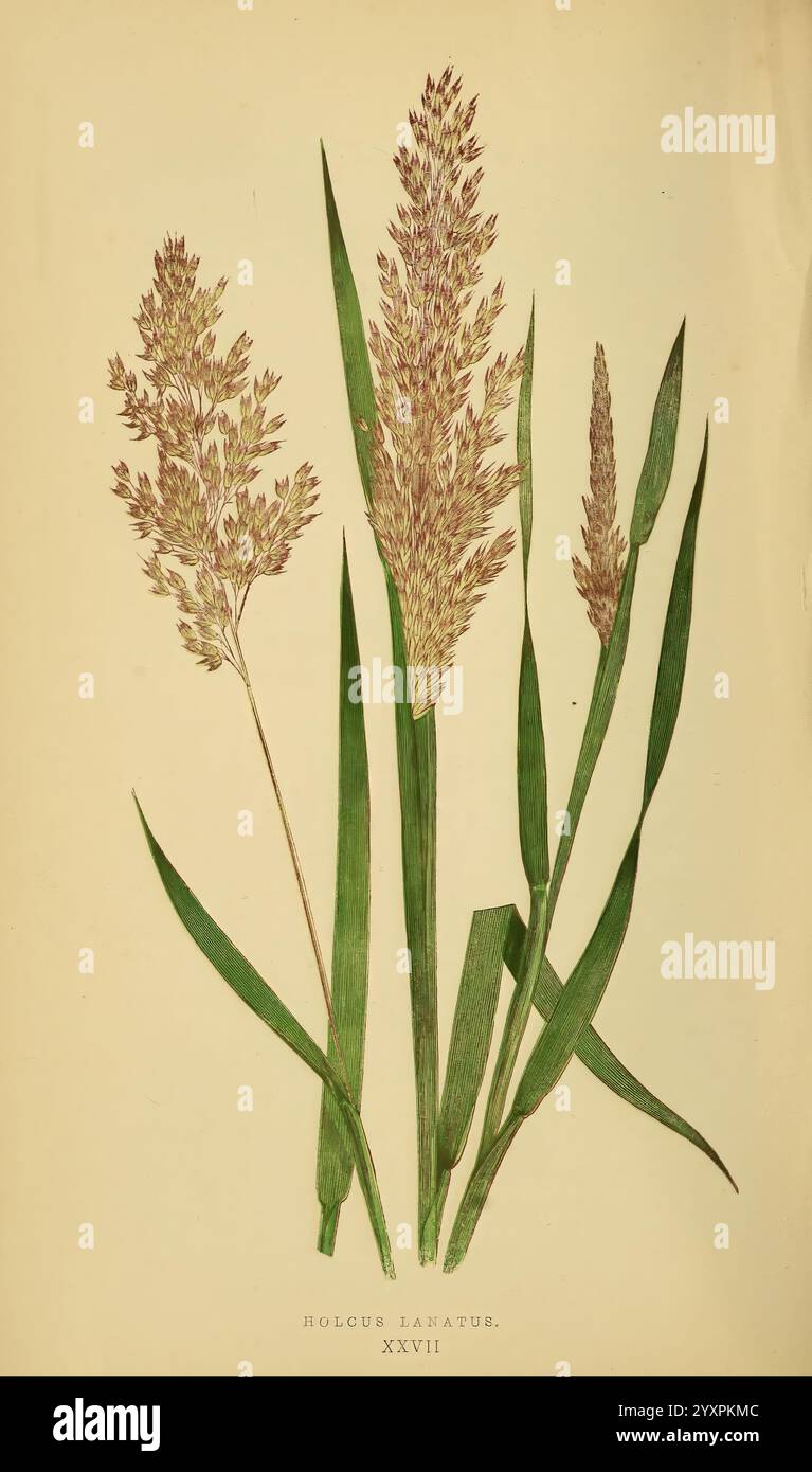 Form atop slender spikes hi-res stock photography and images - Alamy