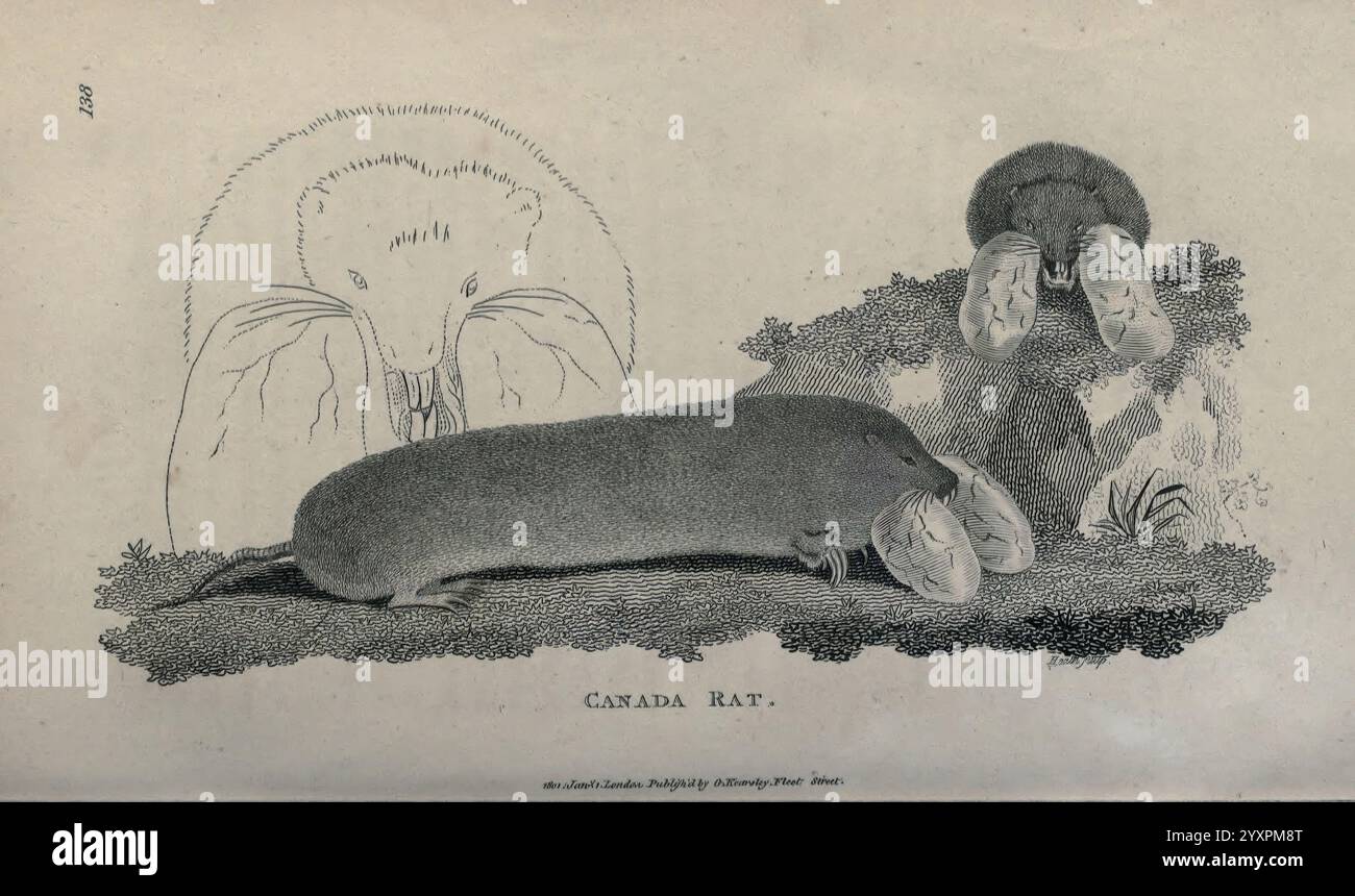 Canadian Rats Prominent facial characteristics hi-res stock photography and images ...