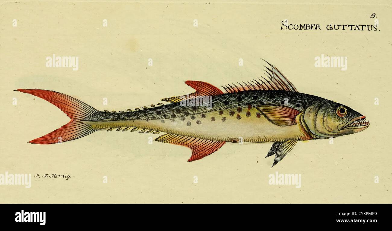 Fish species scomber guttatus hi-res stock photography and images - Alamy