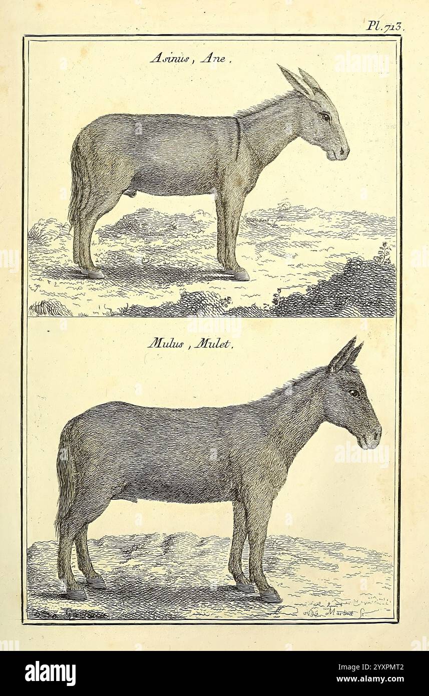 Les figures des plantes et animaux d'usage en medecine Paris Desprez ...