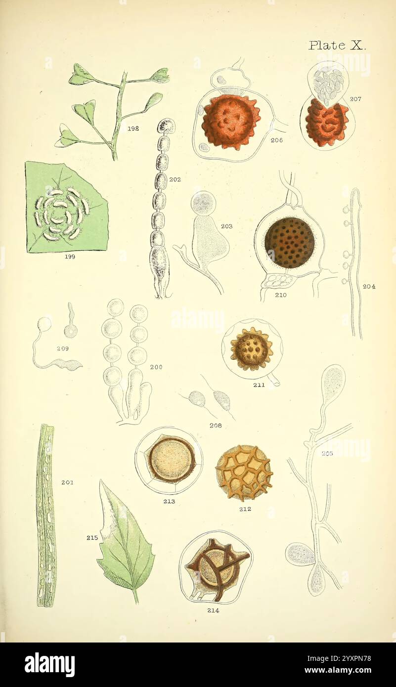 Rust, Smut, Mildew, Mould, London, W.H. Allen, 1898, Great Britain, The ...