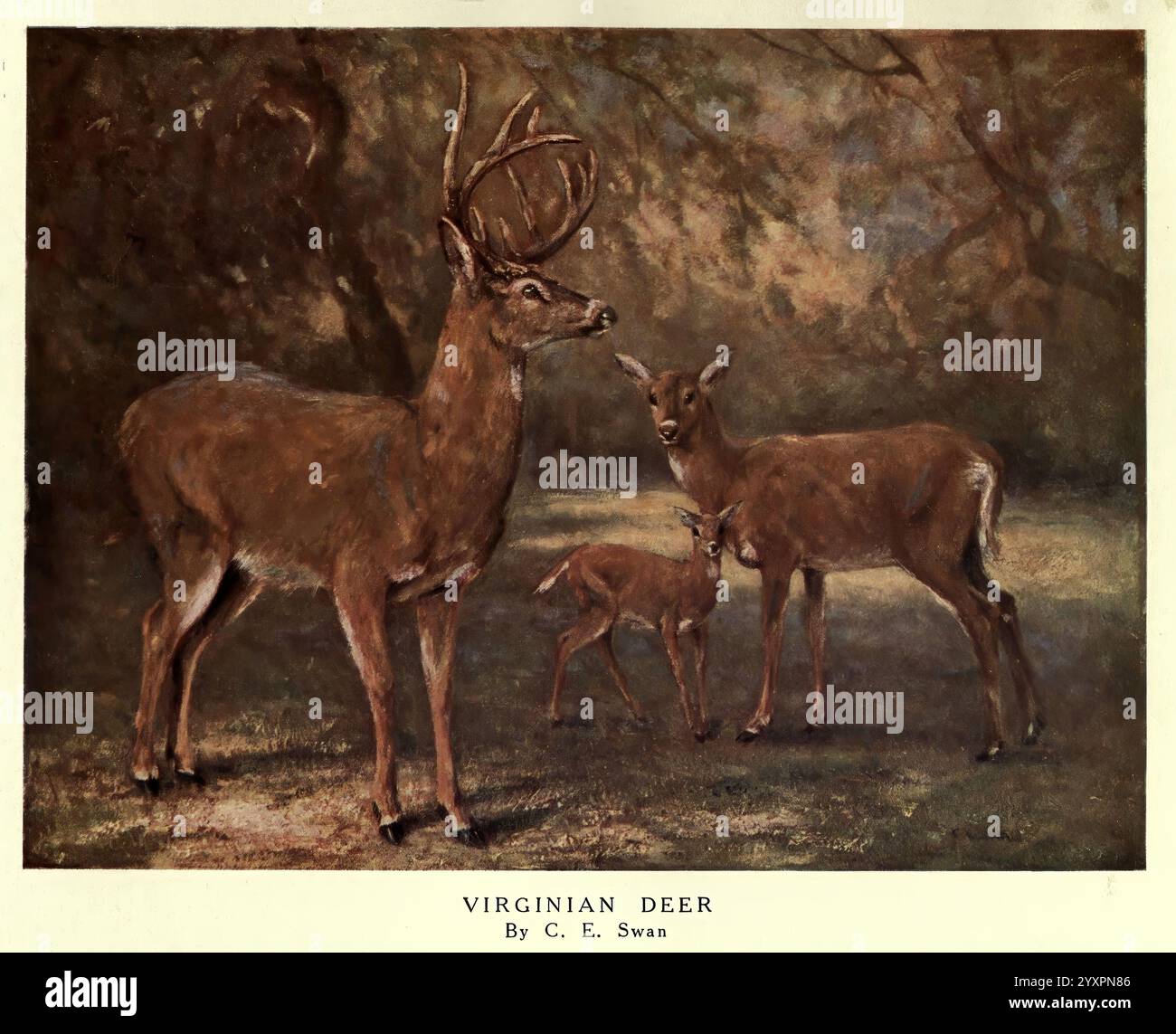 The wild beasts of the world, London, [1909?], deer, zoology, animal ...