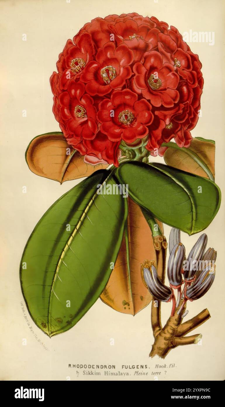 Rhododendron fulgens hi-res stock photography and images - Alamy
