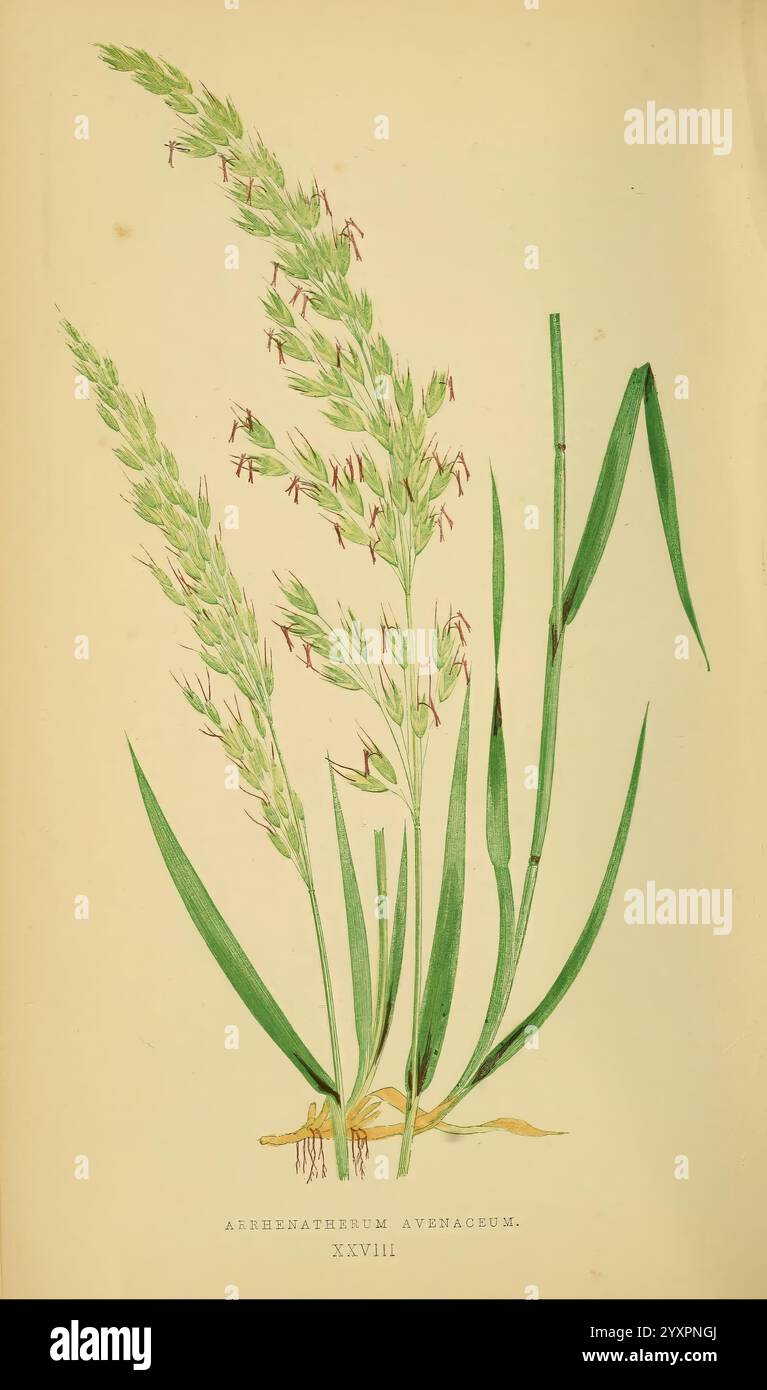 Subtle annotations indicate hi-res stock photography and images - Alamy