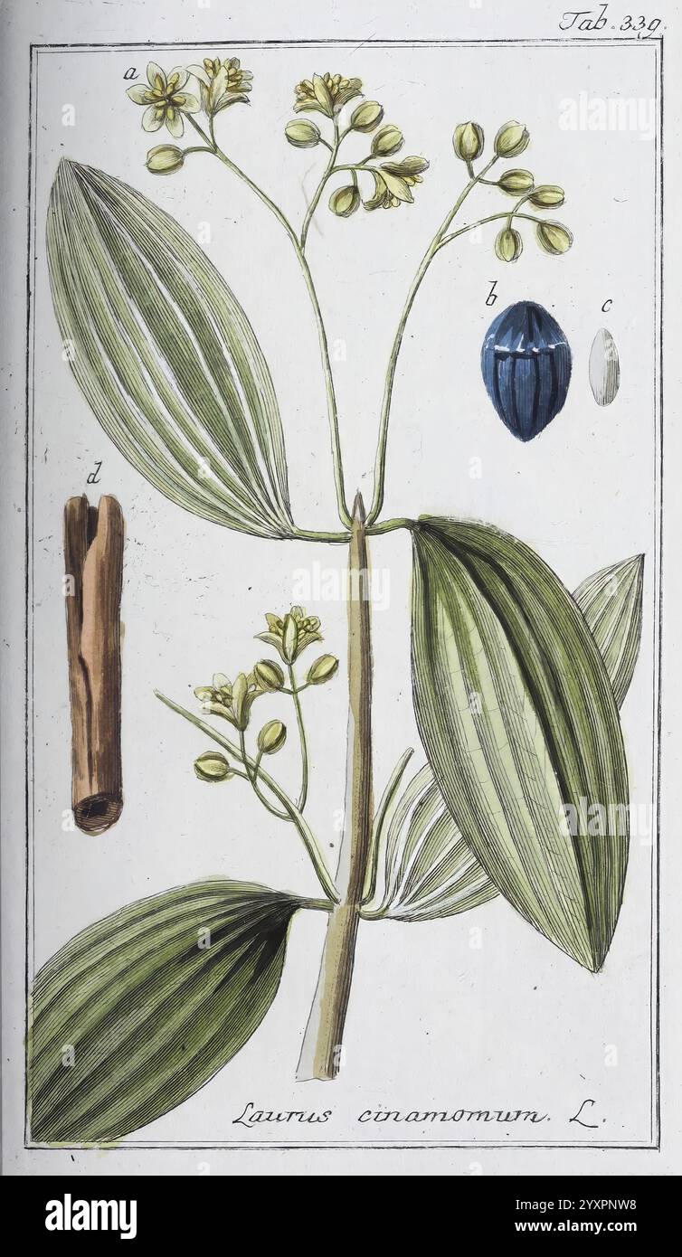 Icones Plantarum Medicinalium, Nürnberg, auf Kosten der Raspischen ...