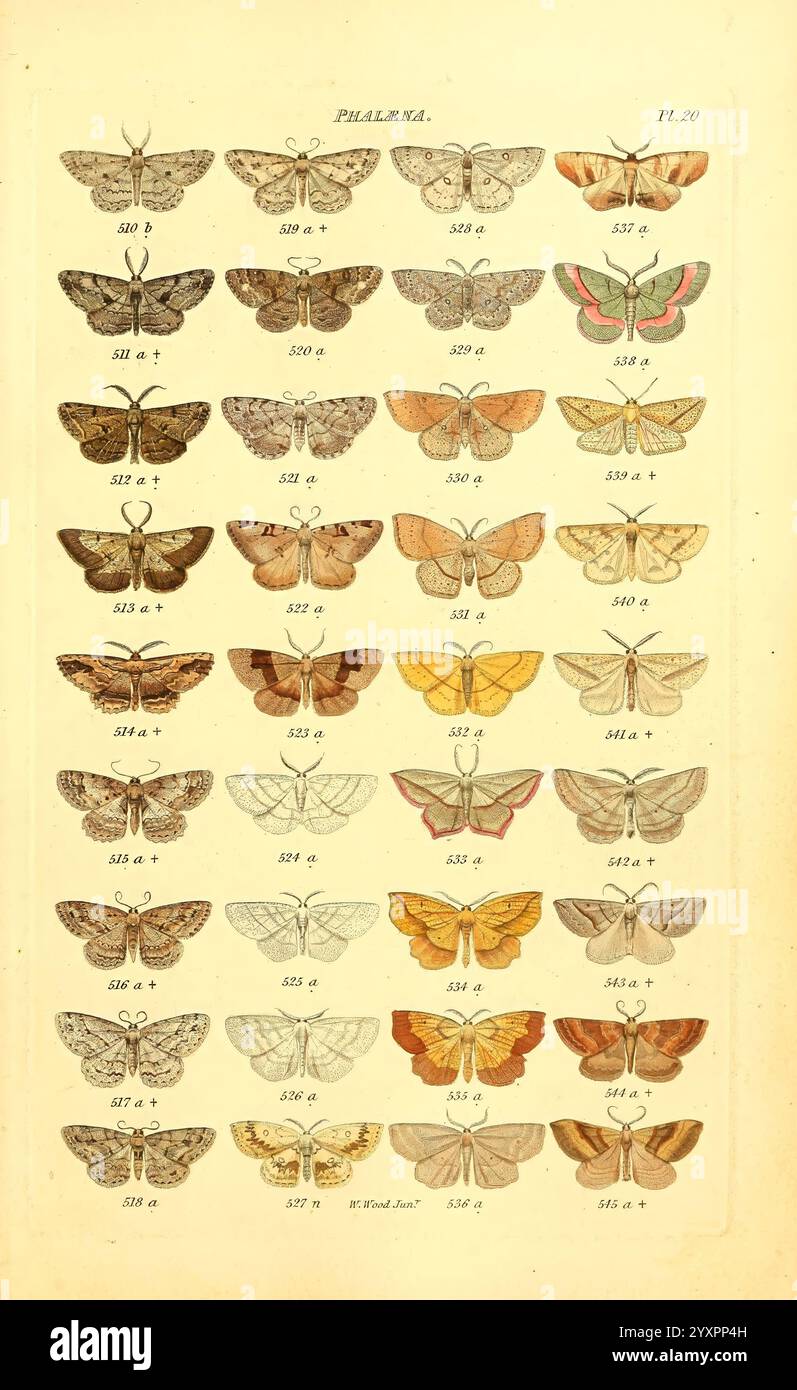 Index, entomologicus, London, William Wood, 1839, butterflies ...