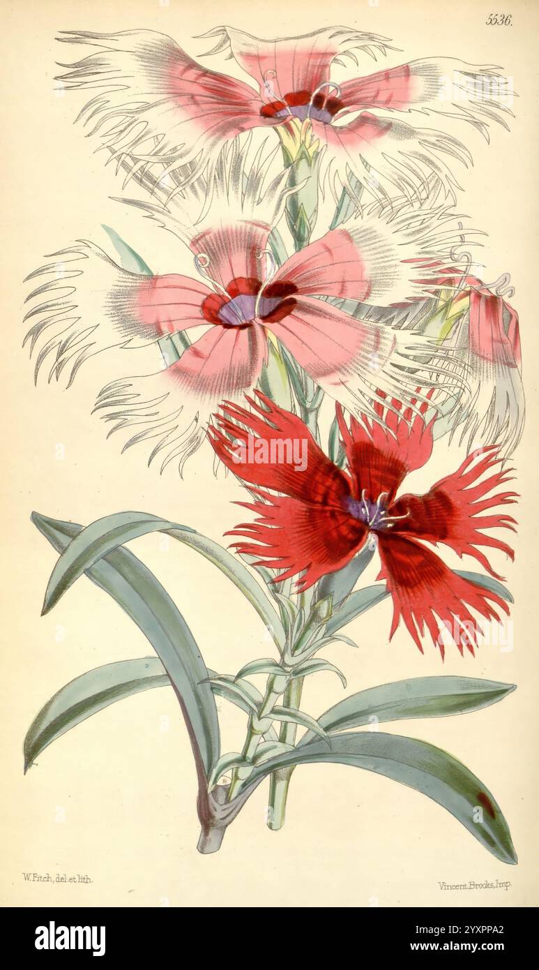 Curtis's, Botanical, Magazine, London, New York, Botany, Periodicals ...