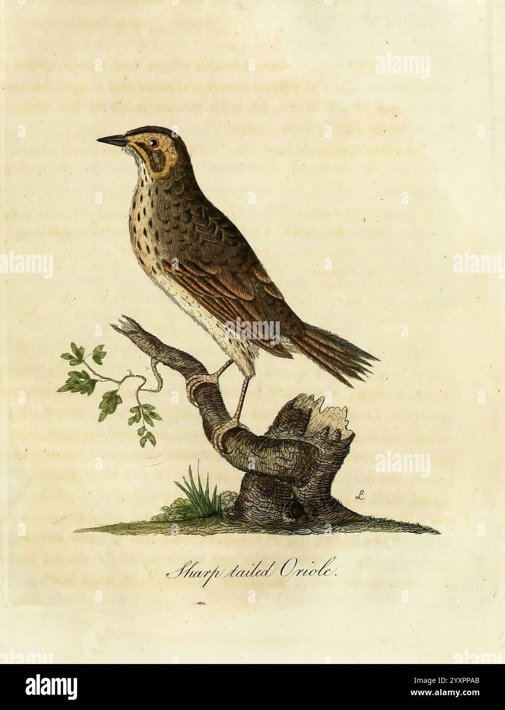 Sharp tailed oracle hi-res stock photography and images - Alamy