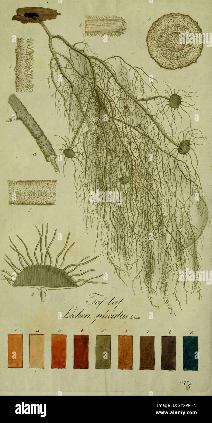 Cross section of a root system hi-res stock photography and images - Alamy
