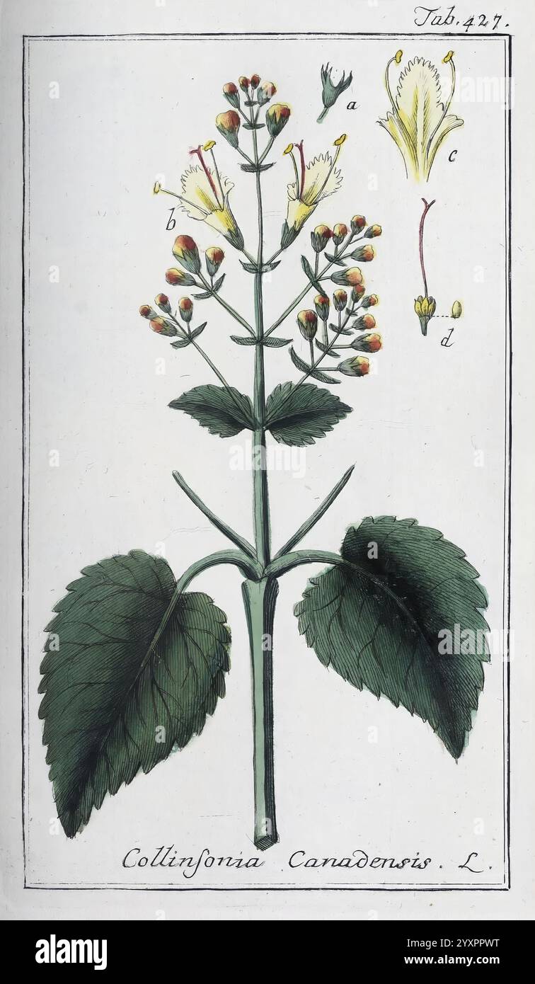 Icones plantarum medicinalium. Nürnberg, auf Kosten der Raspischen ...