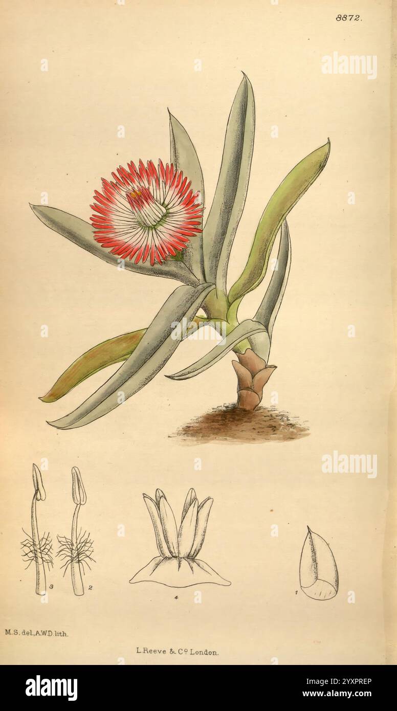 Significance of taxonomy in understanding hi-res stock photography and ...