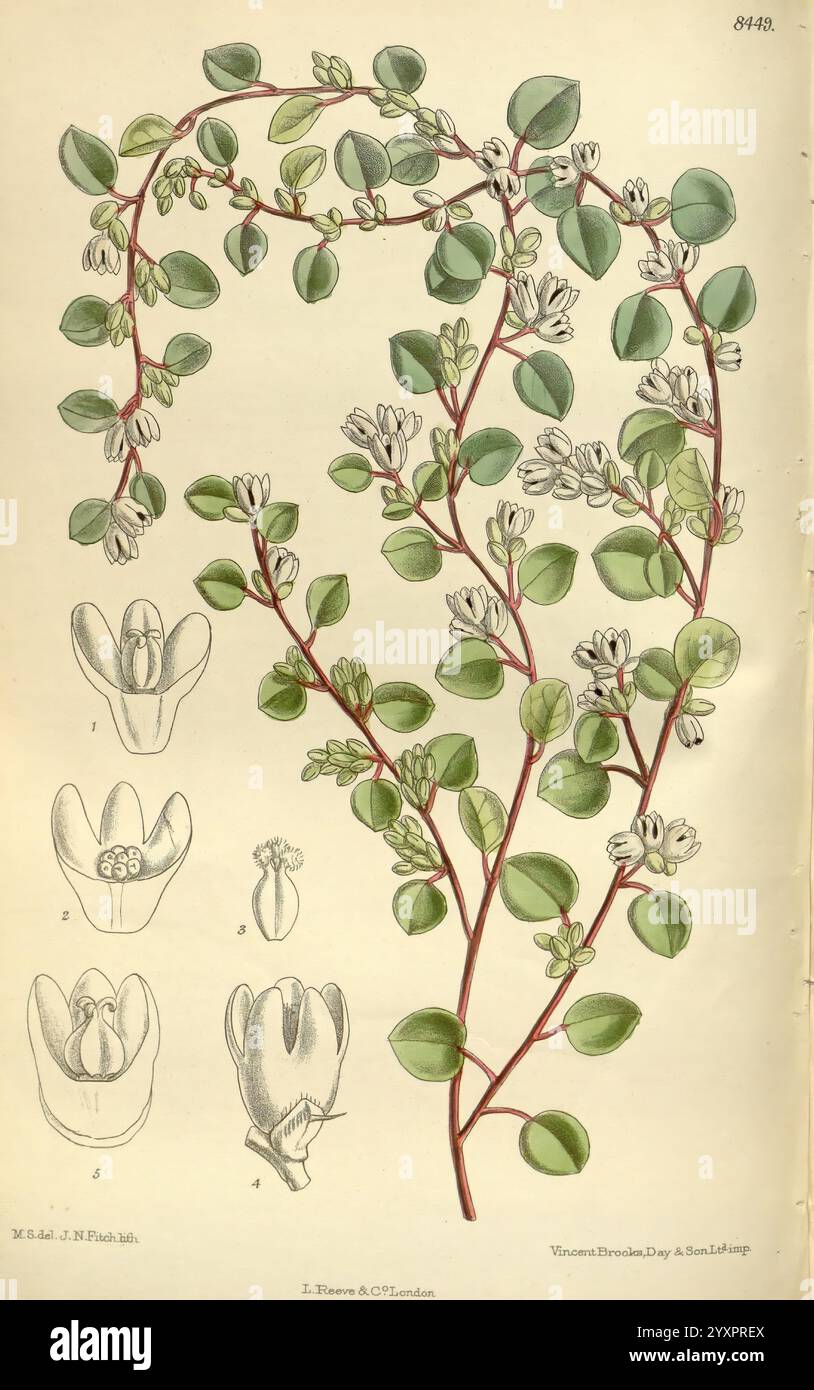 Curtis's Botanical Magazine London New York botanical illustration ...
