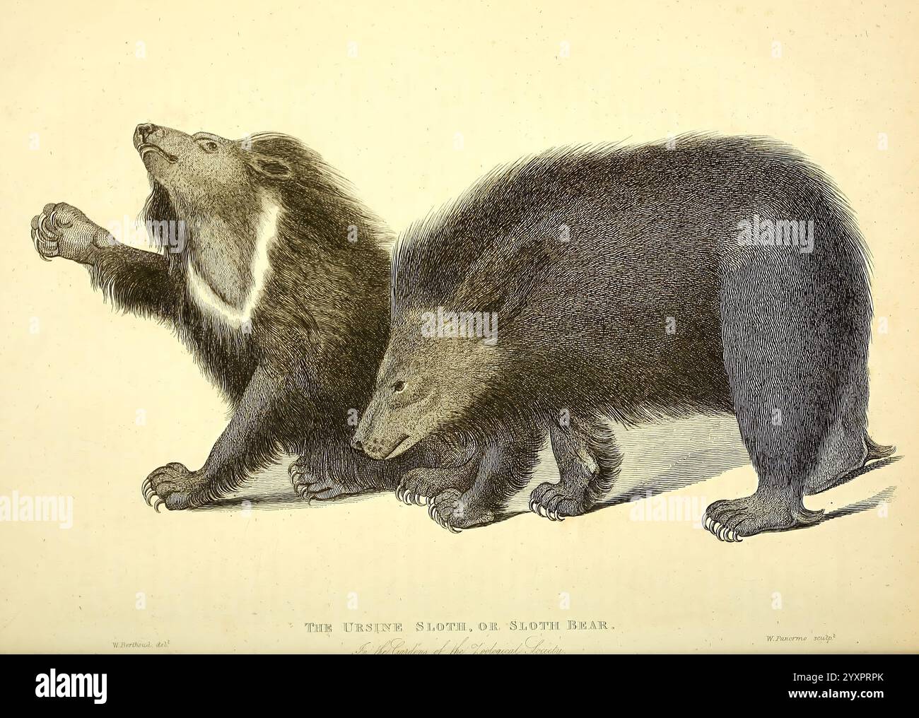 The wonders of the animal kingdom, London, T. Kelly, 1830, bear, Great ...