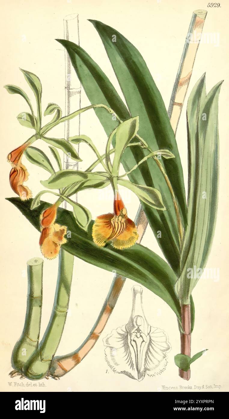 Complexity of botanical anatomy hi-res stock photography and images - Alamy
