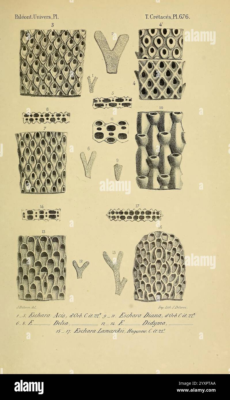 Series of detailed depictions of various sea urchin species hi-res ...