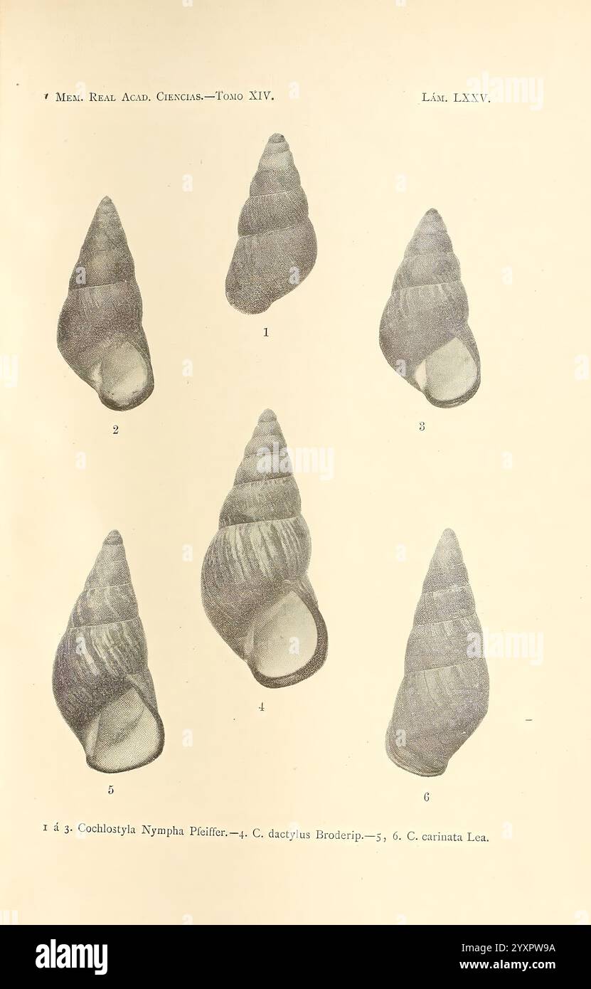 Six detailed sketches hi-res stock photography and images - Alamy