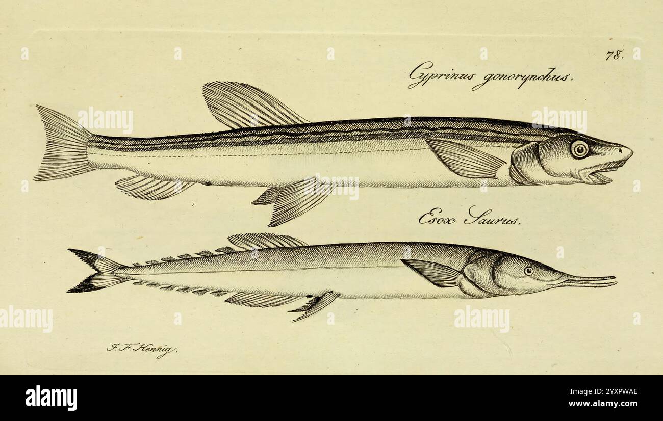 Illustration features two distinct fish species hi-res stock ...