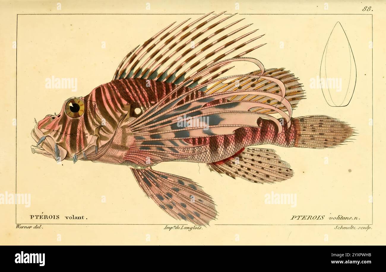 Histoire naturelle des poissons, Paris, Chez F. G. Levrault, 1828-1849 ...