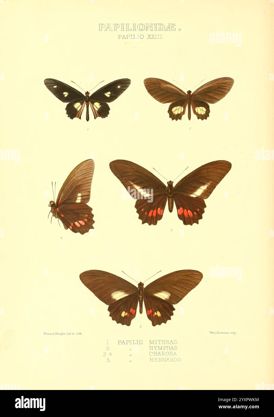 Rhopalocera exotica, London, Gurney & Jackson, 1887-1902, butterflies ...