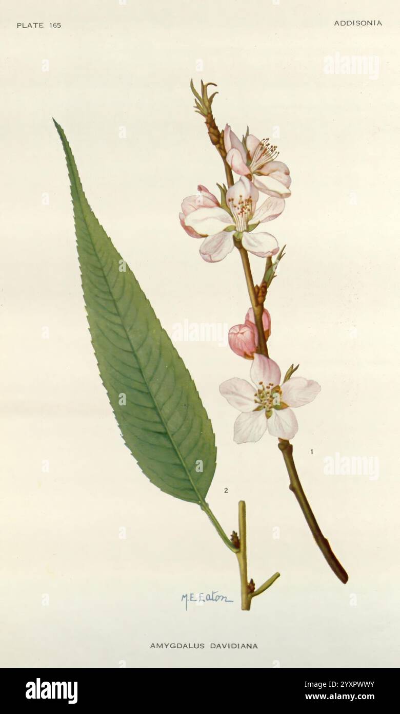 Addisonia, New York, New York Botanical Garden, 1916-1964, periodicals ...