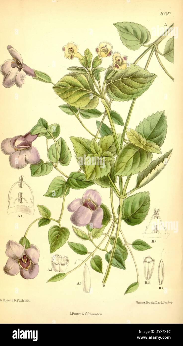 Curtis's Botanical Magazine London New York Botanical Illustration ...