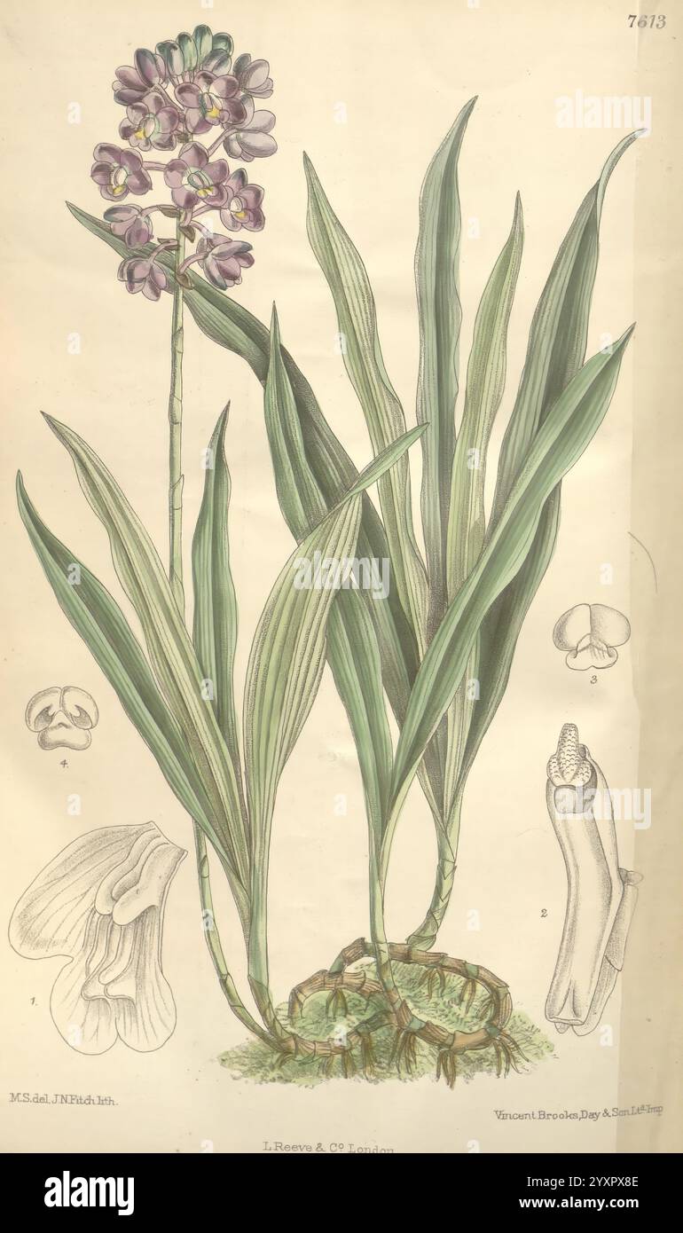 Science matilda smith eulophiella roempleriana hi-res stock photography ...
