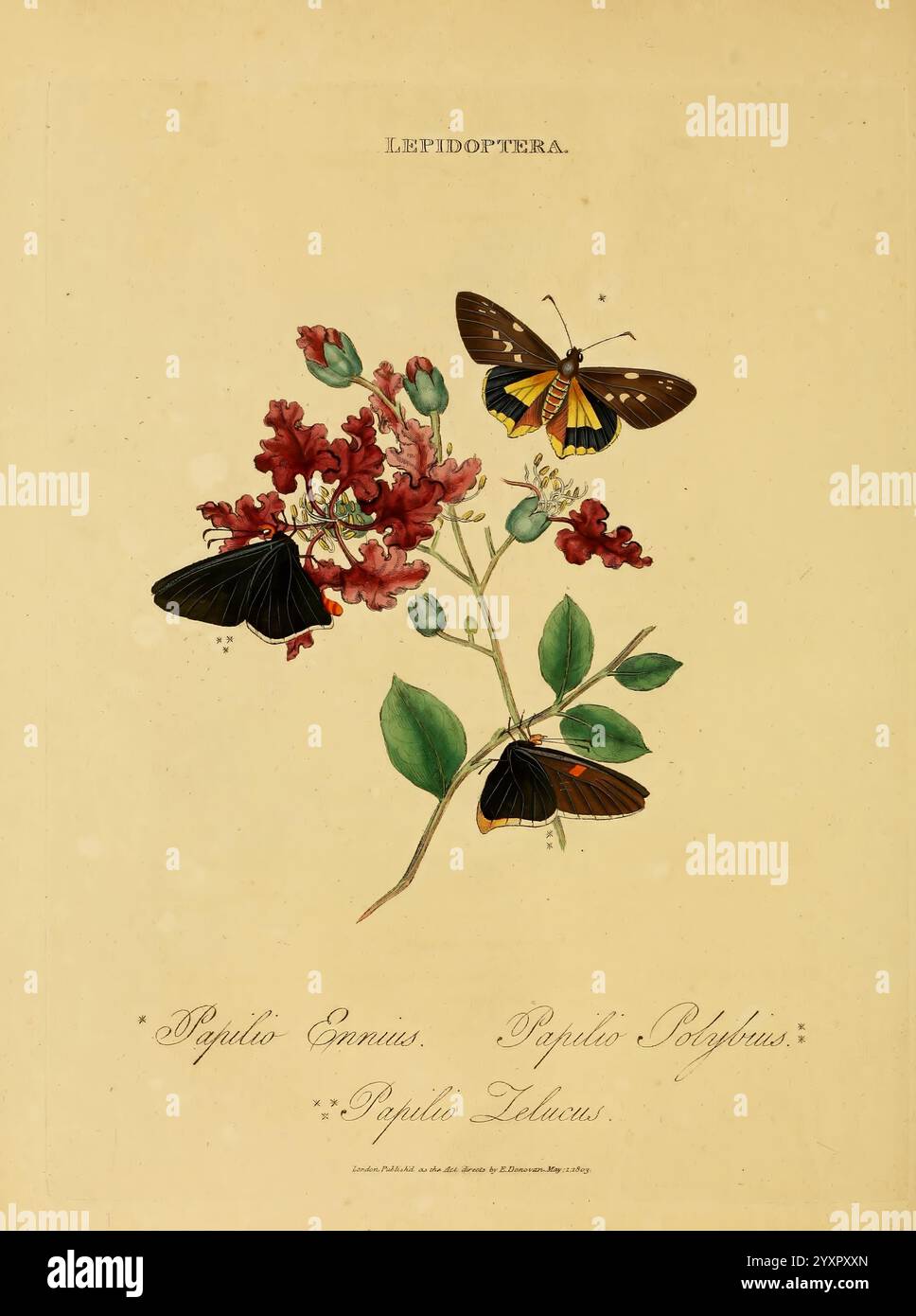 Composition features two butterflies hi-res stock photography and ...