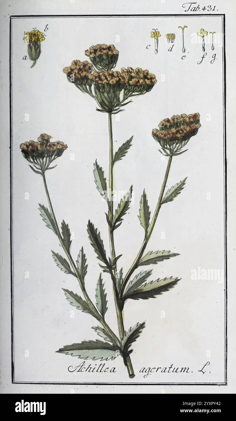 Achillea agratum hi-res stock photography and images - Alamy