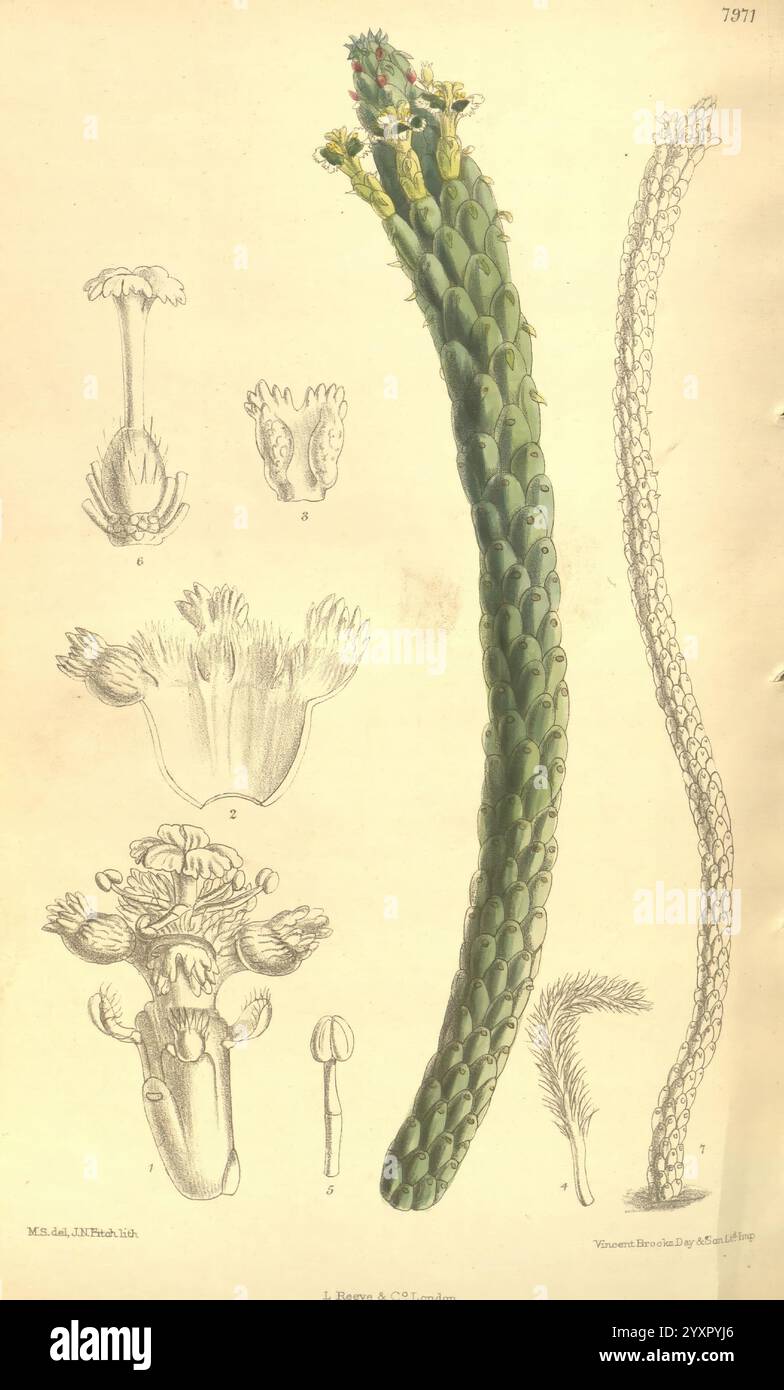 Curtis's Botanical Magazine London New York Botanical Illustration