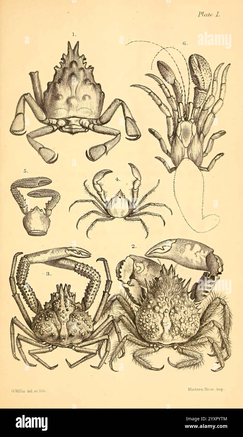 Crabs showcase variations hires stock photography and images Alamy