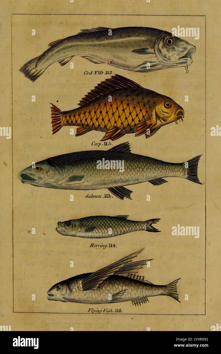 Propitor Shape Natural history of birds, fish, insects, and reptiles. v.4. London ...