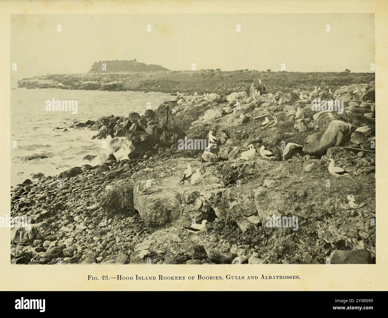 Cocos crash hi-res stock photography and images - Alamy