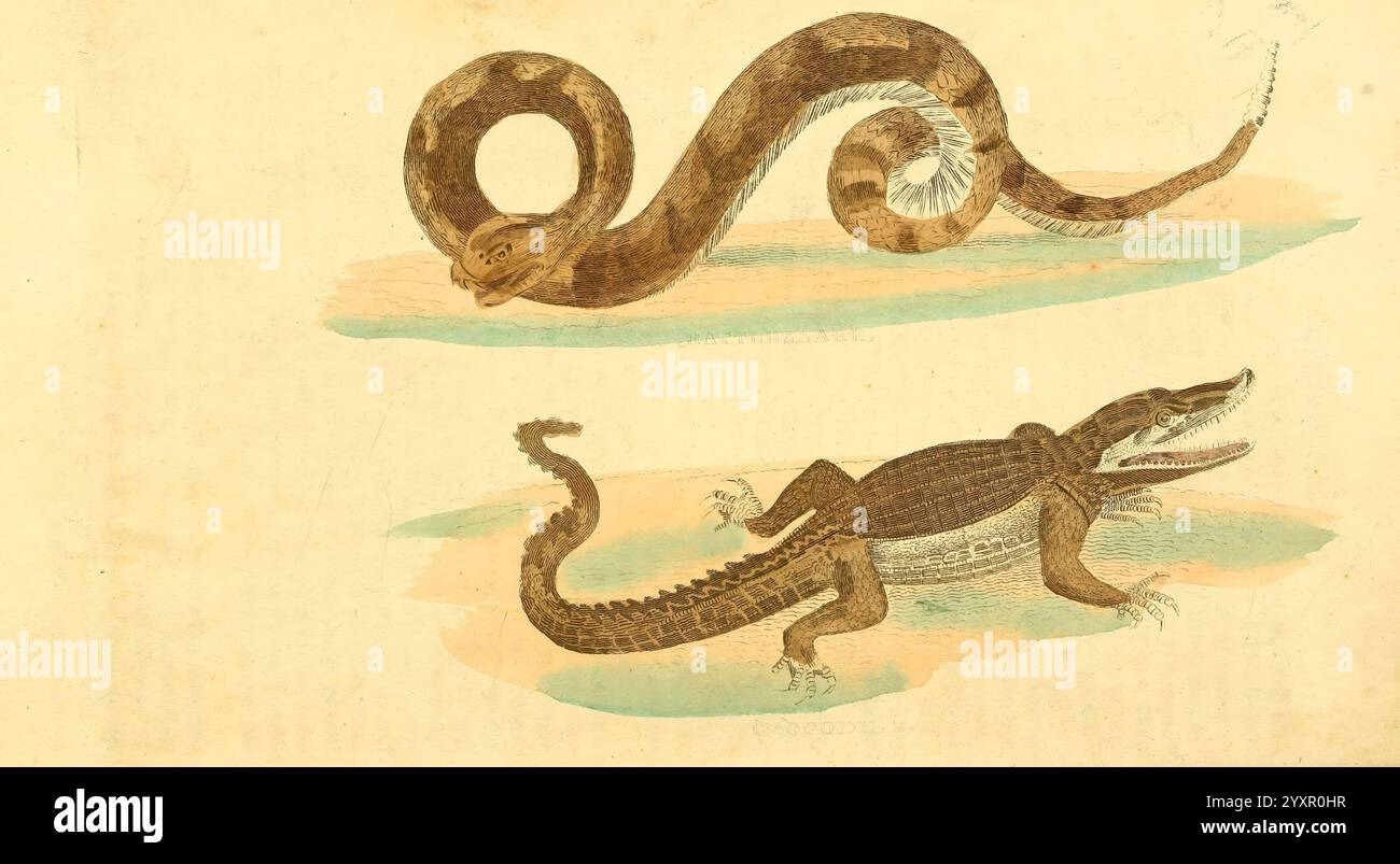 Coiled serpent displays hi-res stock photography and images - Alamy