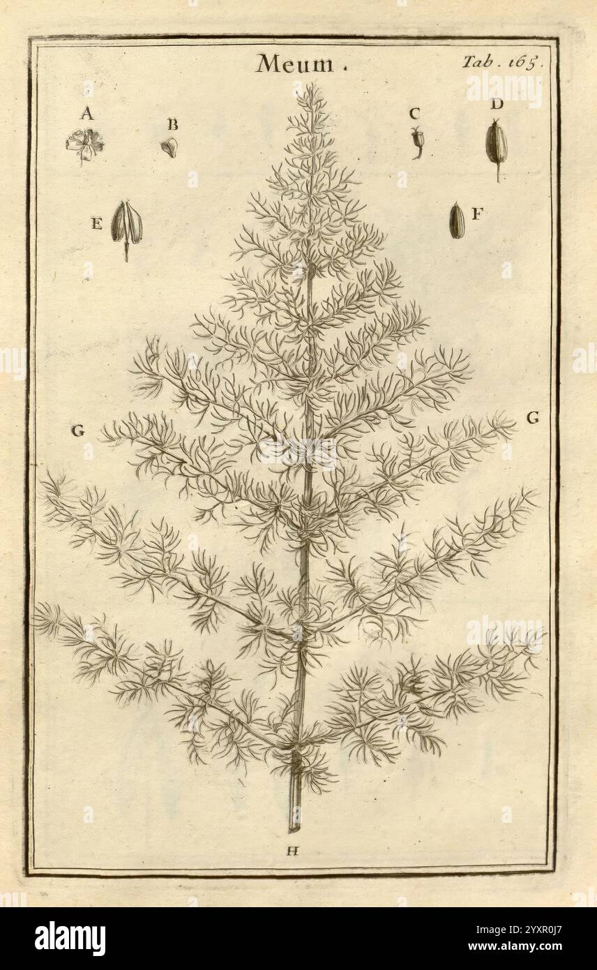 Reui Tree Several smaller detailed depictions labeled hi-res stock photography ...