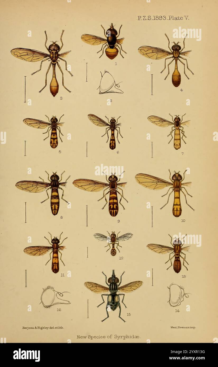 Genus Insect Characteristic Distinctive physical characteristics hi-res stock photography and ...