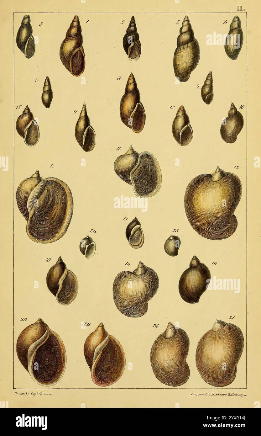 Illustrations of the land and fresh water conchology of Great Britain ...