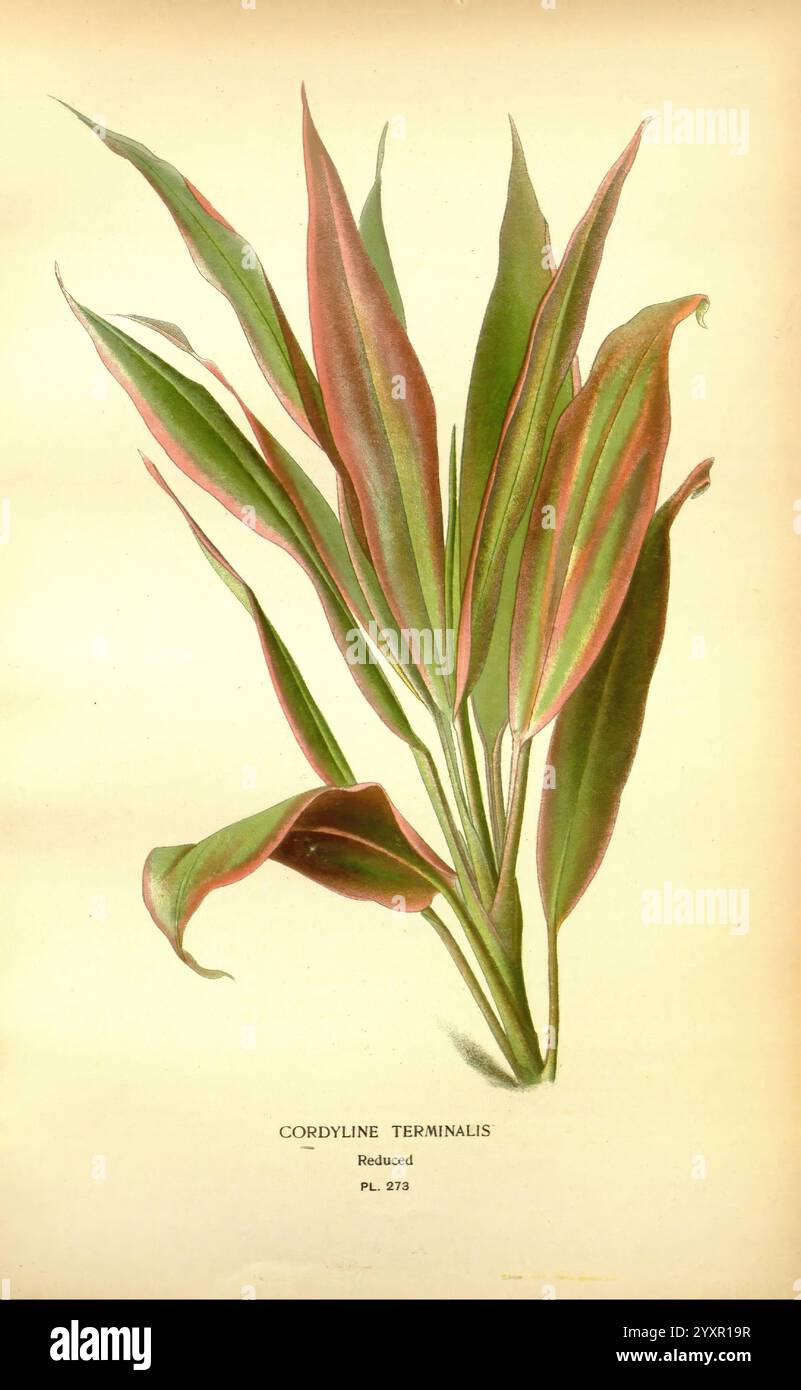 Favourite, flowers, of, garden, and, greenhouse, London, and, New York, Frederick, Warne, &, co, 1896-97, France, 19th, century, icones, floriculture, chromolithography, plants, ornamental, An illustration of Cordyline terminalis, showcasing its long, slender, arching leaves with a striking combination of green and reddish hues. The leaves are elongated and taper to points, adding elegance and movement to the composition. Below the plant, the botanical name is elegantly rendered, providing a clear reference to this tropical species. The overall aesthetic highlights the intricate details and vi Stock Photo