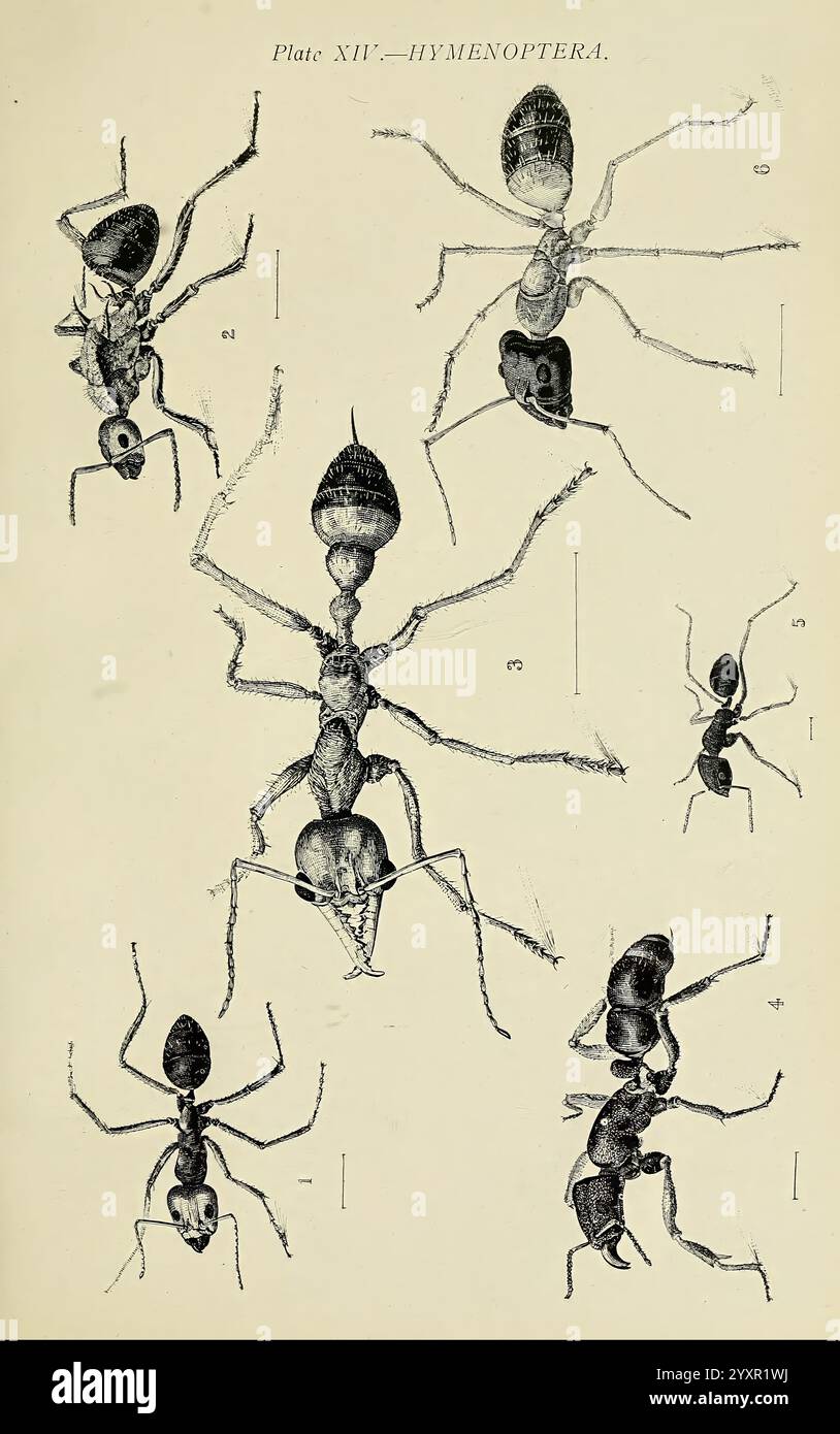 Ant body diagram hi-res stock photography and images - Alamy