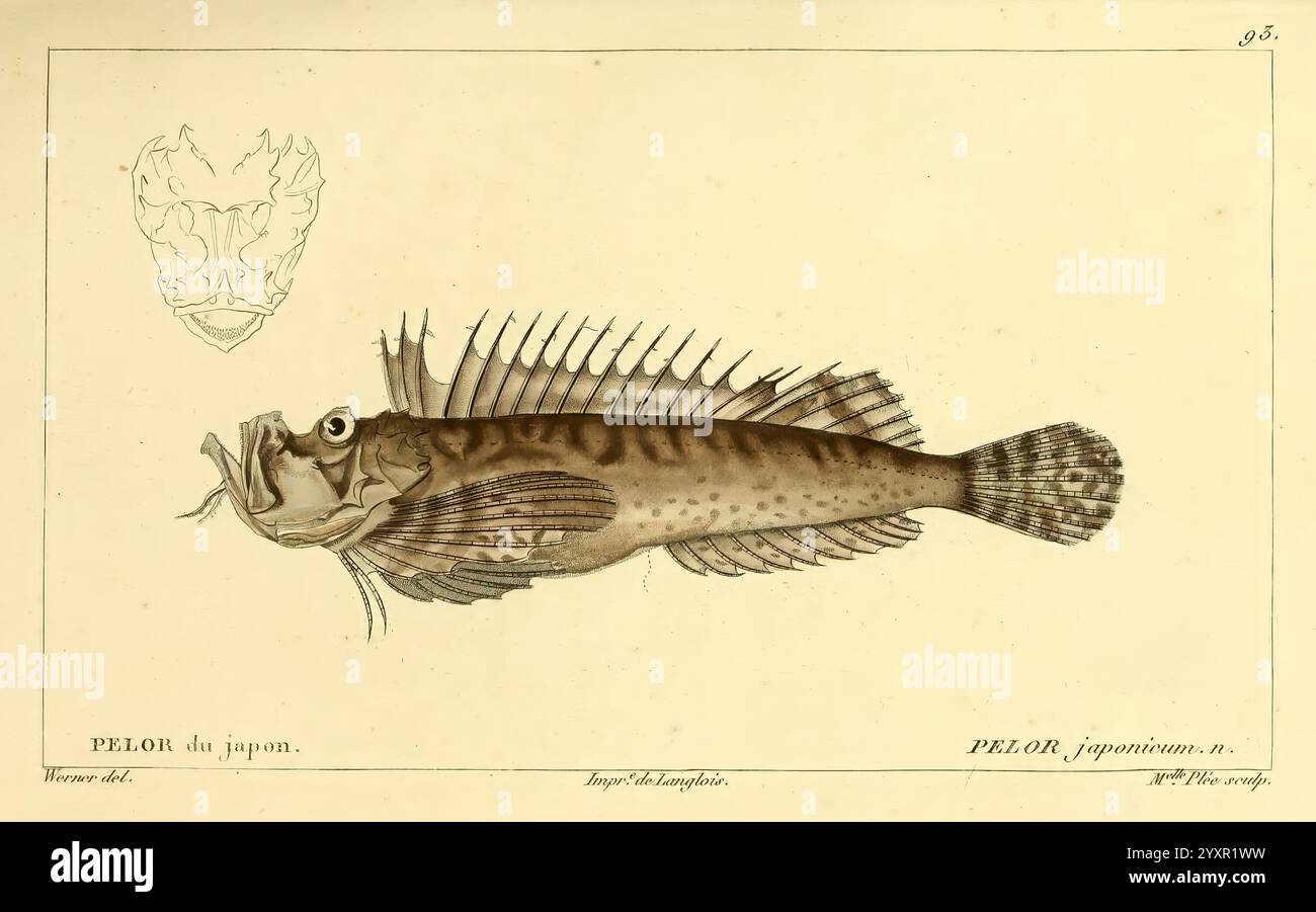 17 Tropical Fish Species for Beginners, image size:1300x901