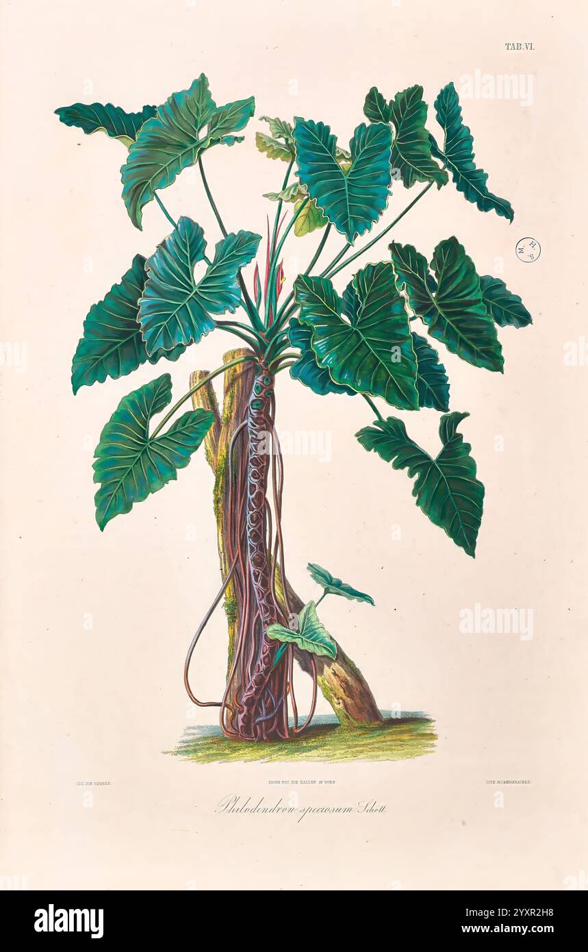 harmonie plants Plant Roots
