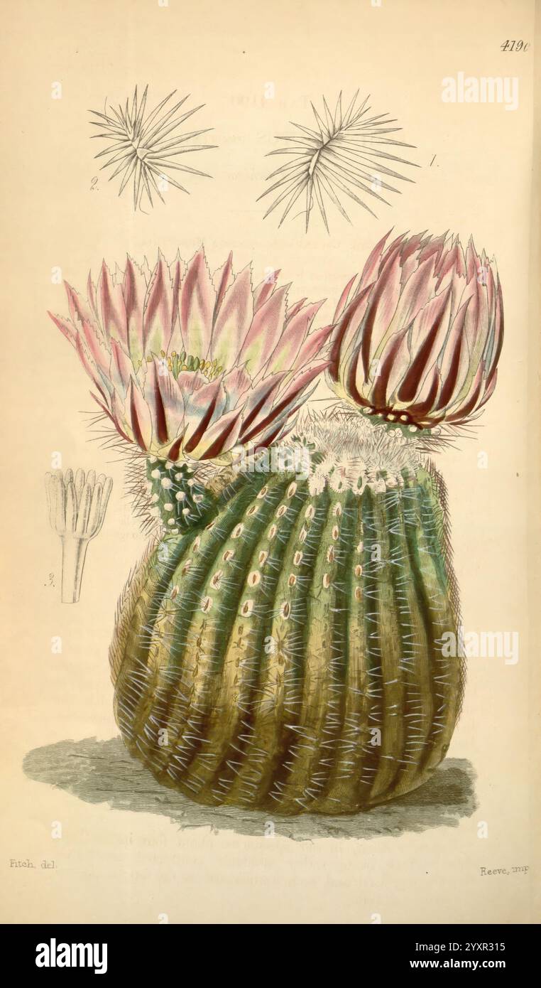 Curtis's Botanical Magazine, London, New York, Botanical Illustration ...