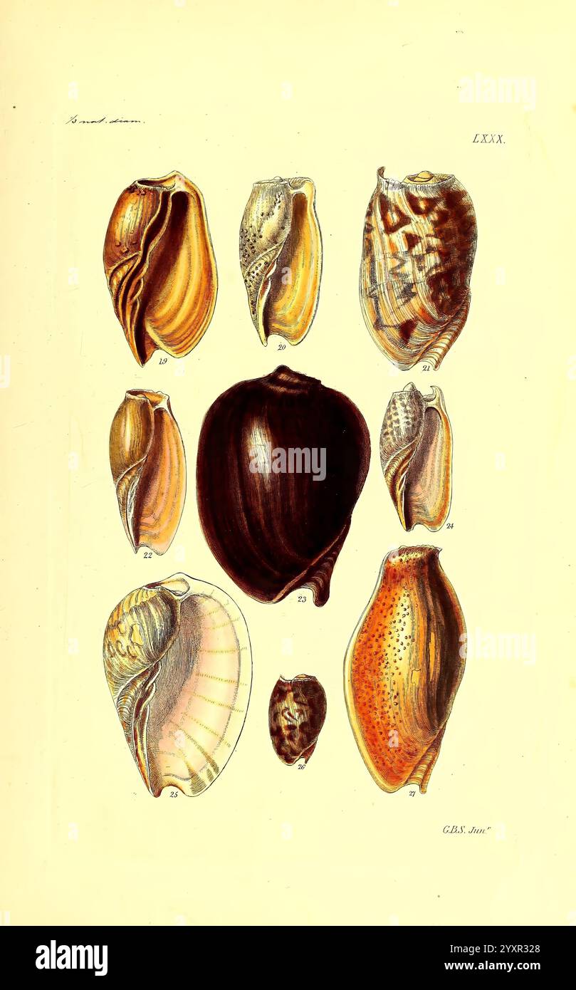 Classification of shells hi-res stock photography and images - Alamy