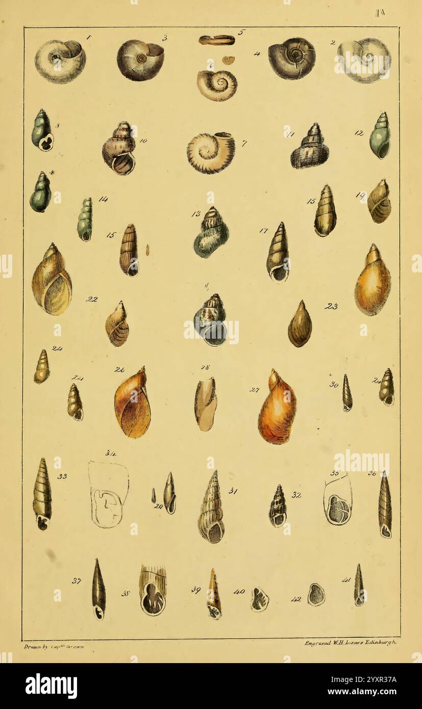 Top row features smaller shells hi-res stock photography and images - Alamy