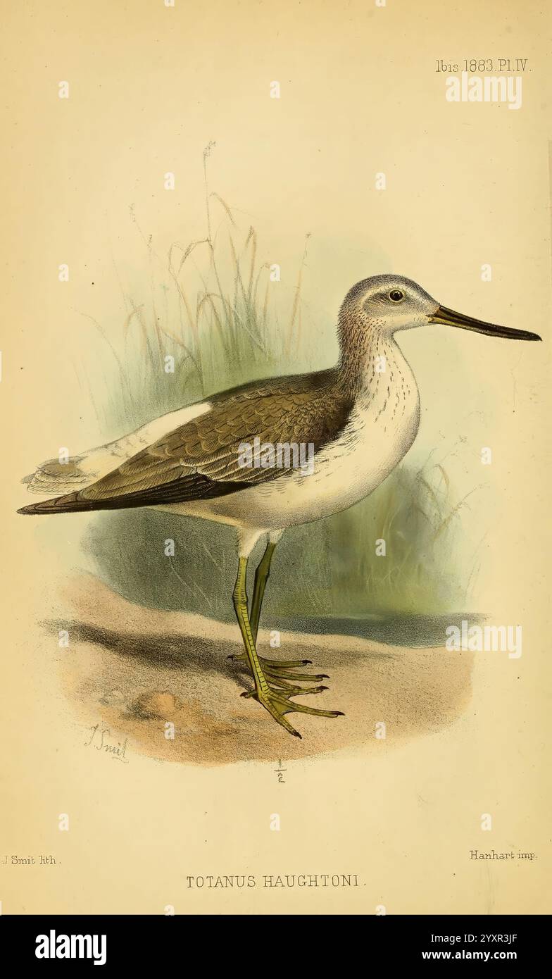 Slender Bird Examples Detailed rendering displays slender hi-res stock photography and images ...