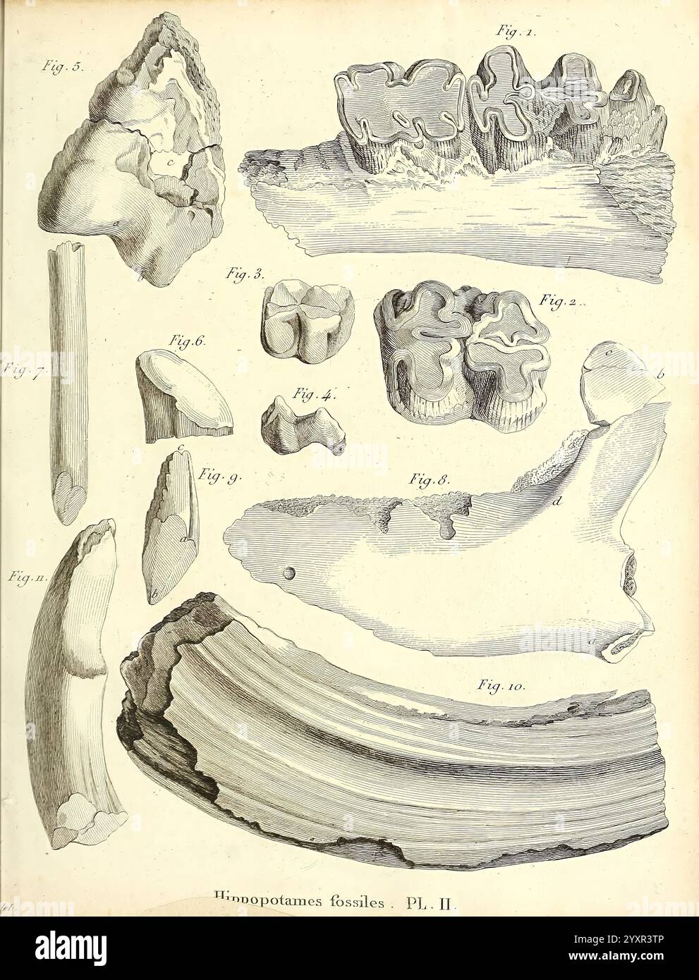 Recherches sur les ossemens fossiles de quadrupèdes Paris Deterville 1812 France Geology Mammals Fossil Paleontology Paris region Vertebrates Fossil Mammal, The illustration showcases a variety of fossilized remains, likely belonging to ancient organisms. Each specimen is meticulously labeled and numbered, highlighting the diversity of shapes and structures. Among the fossils are fragments of bones and teeth, displaying various textures and forms that reflect the evolutionary history of the species. The attention to detail in the representation suggests the significance of these fossils in pal Stock Photo