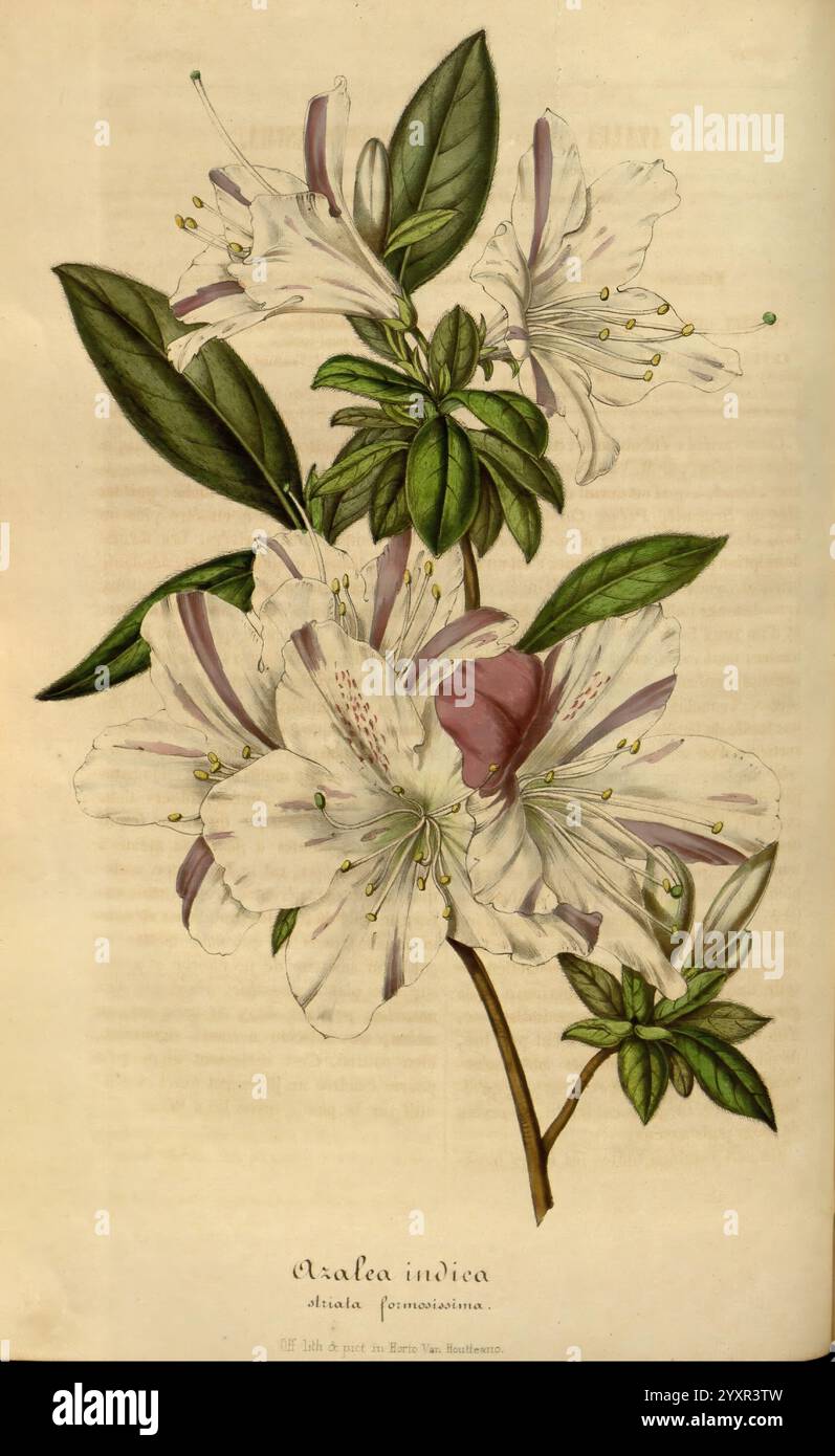 Azalea Structure Textual details provide hi-res stock photography and images - Alamy