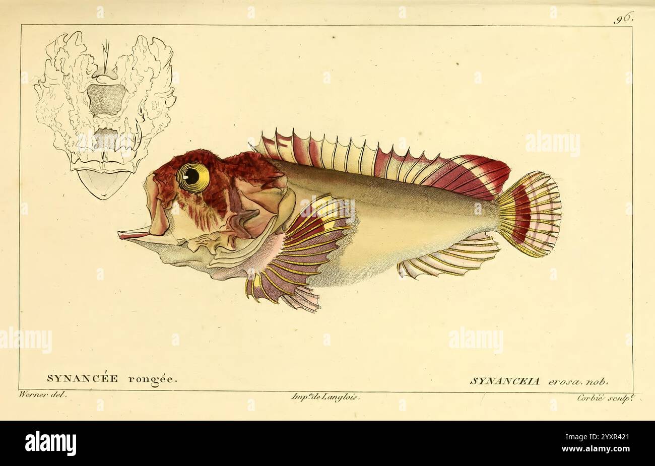 Histoire naturelle des poissons, Paris, Chez F. G. Levrault, 1828-1849 ...