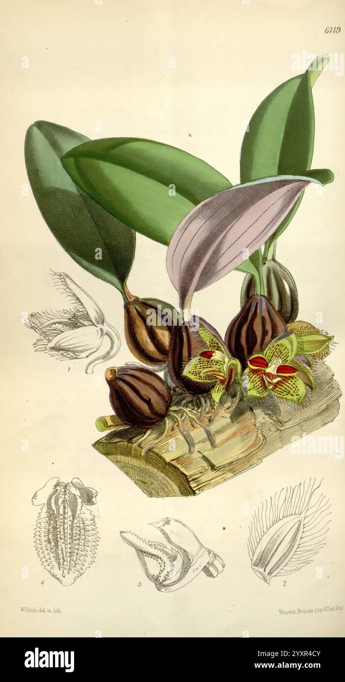 Plants distinct anatomical features hi-res stock photography and images ...